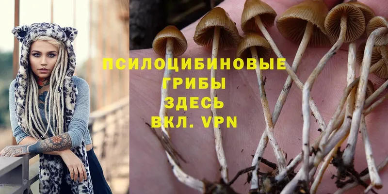 Псилоцибиновые грибы Psilocybine cubensis  мега зеркало  Красный Кут 